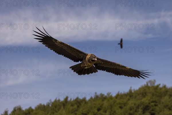 Bearded vulture