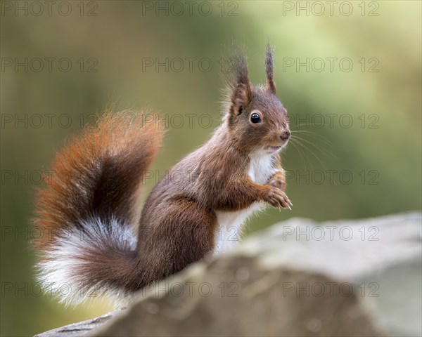 Eurasian squirrel