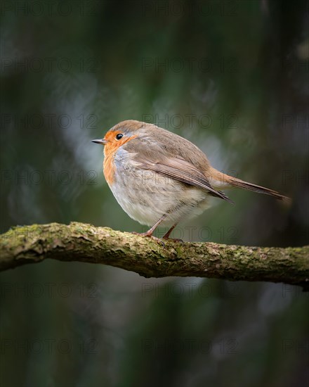 European robin