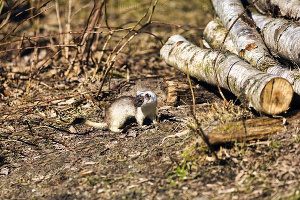 Stoat