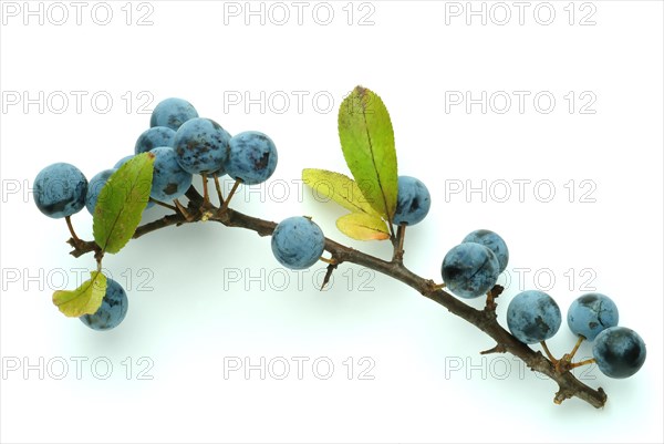 Ripe fruits of blackthorn