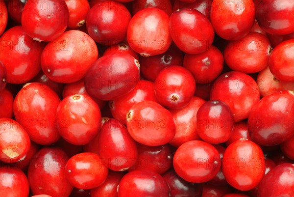 Ripe fruits of the cranberry