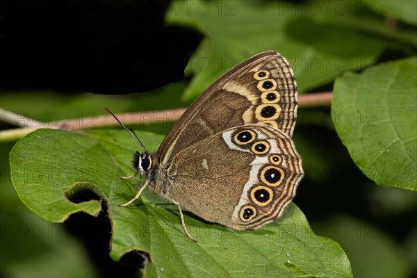 Yellow Ring butterfly butterfly with closed wings sitting on green leaf looking left