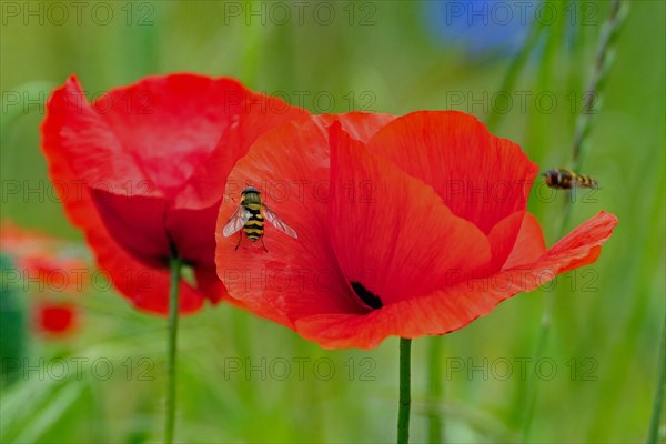 Corn poppy two opened red flowers next to each other with hoverflies