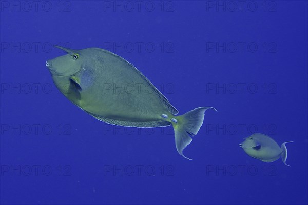 Bluespine unicornfish