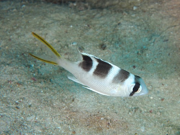 Humpnose big-eye bream