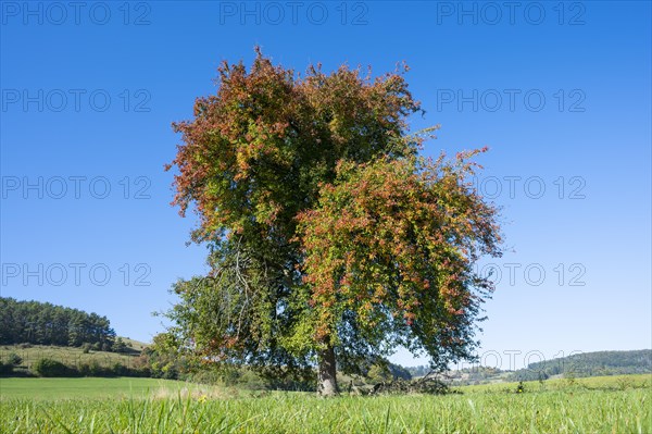 European pear