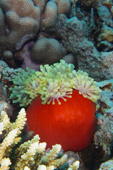 Red splendour anemone