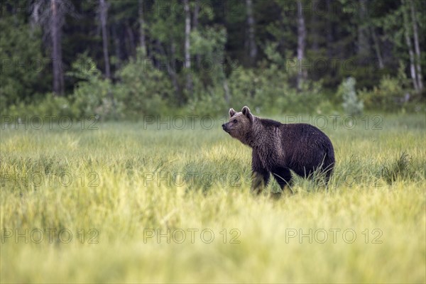 Brown bear