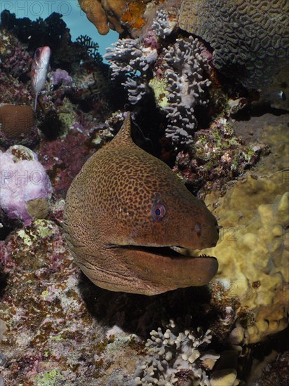 Close-up of giant moray