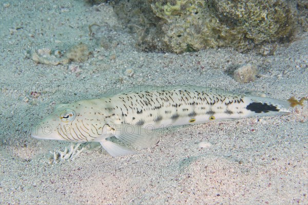 Speckled sandperch