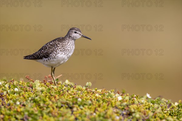 Wood Sandpiper