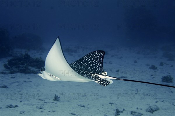 Spotted eagle ray