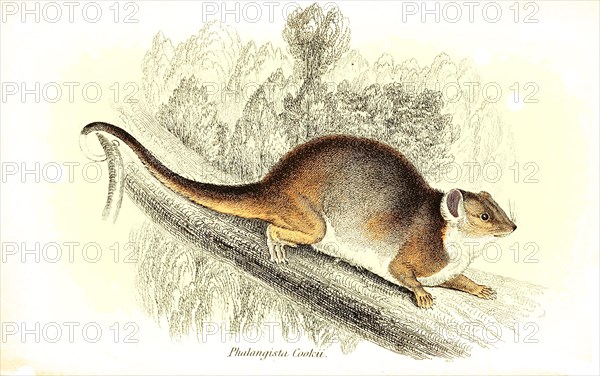 Ring-tailed Phalanger