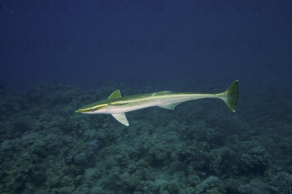 Free floating common remora