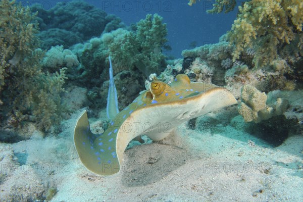 Bluespotted ribbontail ray