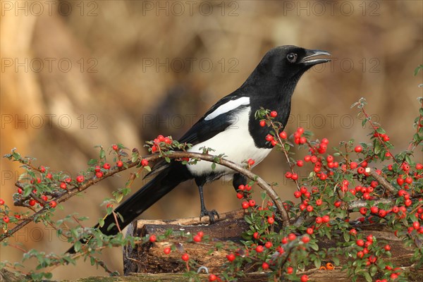 European magpie