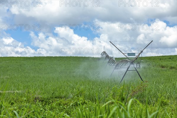 Irrigation of sugarcane plants against cloudy blue