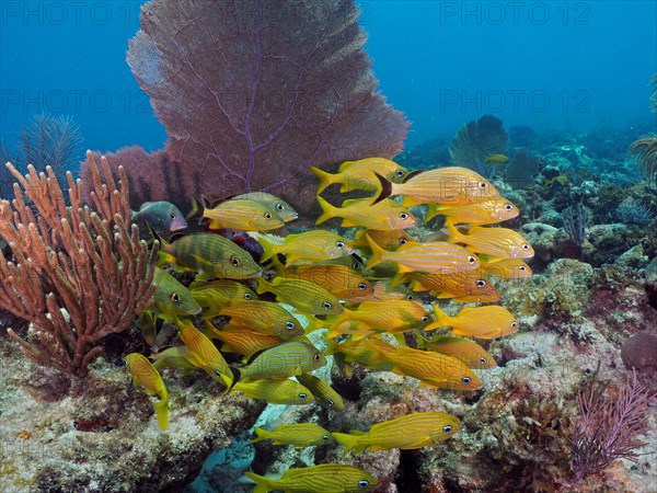 Group of french grunt