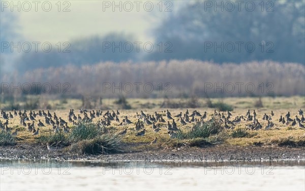 Grey Plover