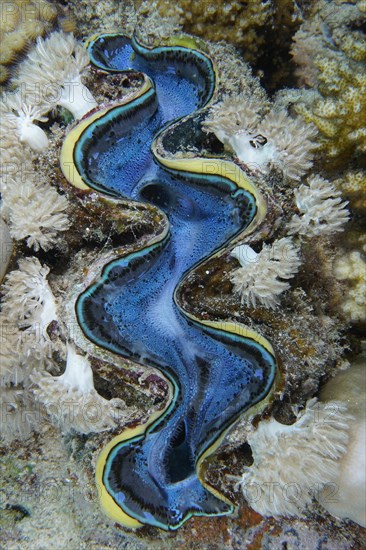 Maxima clam