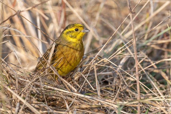 Male yellowhammer