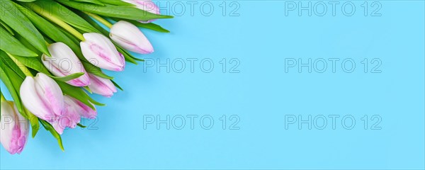 Banner with bouquet of white tulip spring flowers with pink tips in corner of blue background with copy space