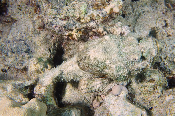 A well camouflaged humphead dragonhead