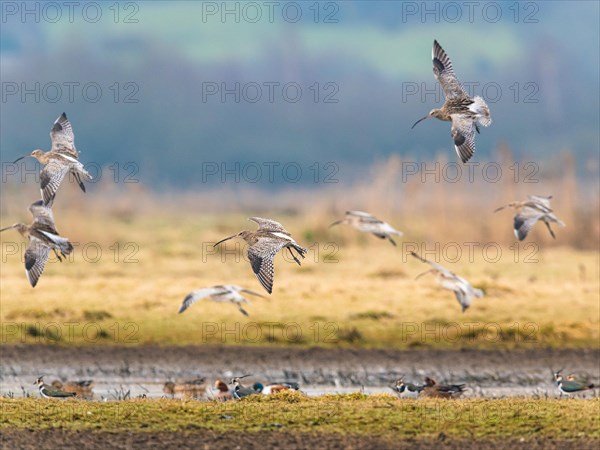 Eurasian Curlew