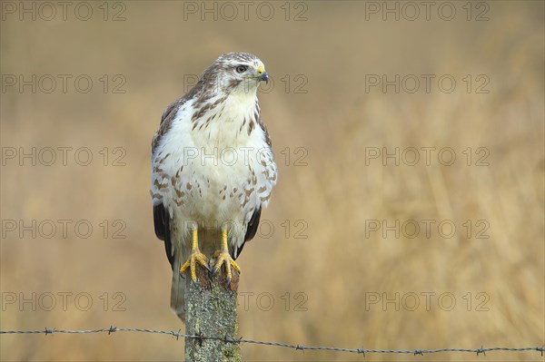 Common steppe buzzard