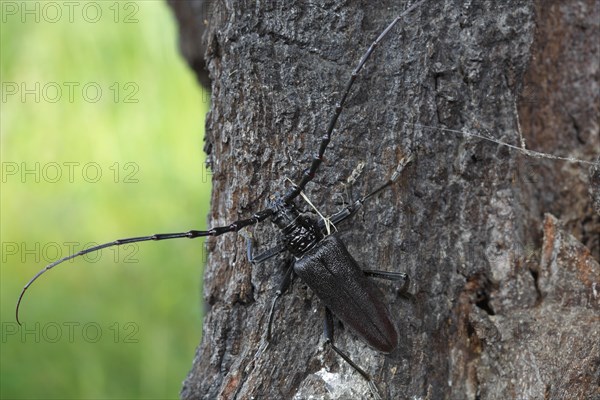 Great capricorn beetle