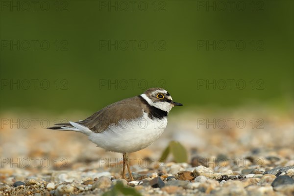 Little Ringed Plover