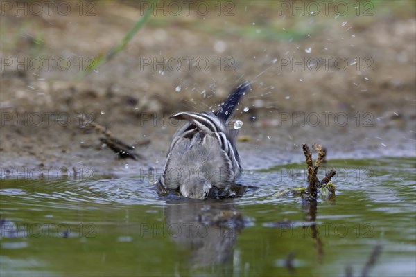 White wagtail