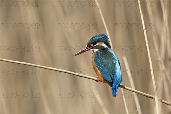 Common kingfisher