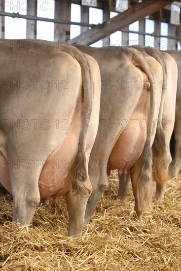 Brown Swiss Dairy Cows Udder