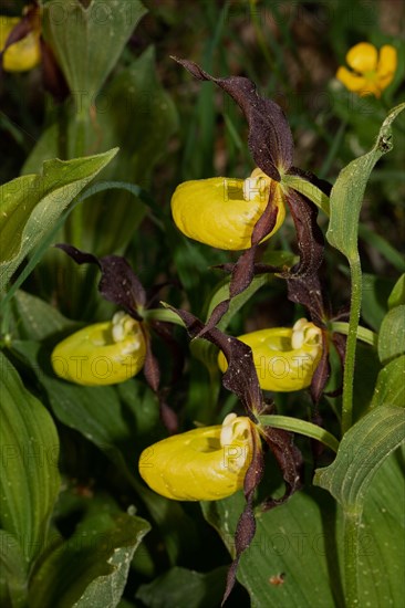 Ladys slipper green leaves and four open yellow flowers on top of each other