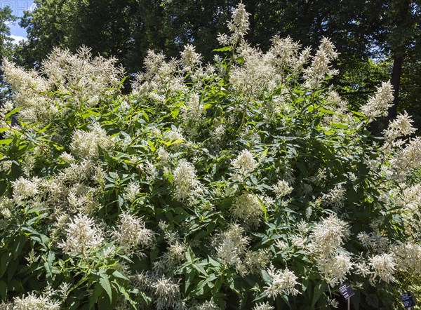 Alpine Knotweed