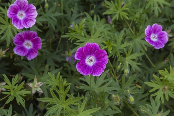 Bloody Cranesbill