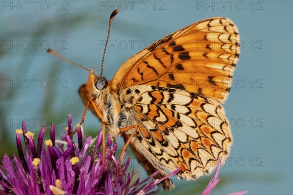 Fritillary fritillary butterfly with open wings on purple flower sitting from front sucking left seeing against blue sky