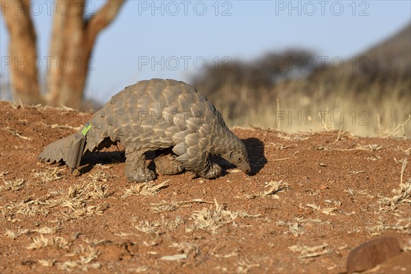 Ground pangolin