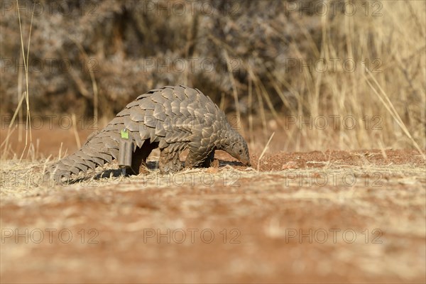 Ground pangolin