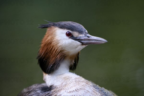 Great Crested Grebe