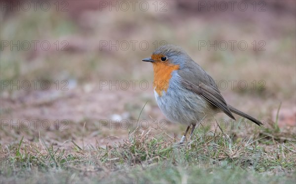 European robin