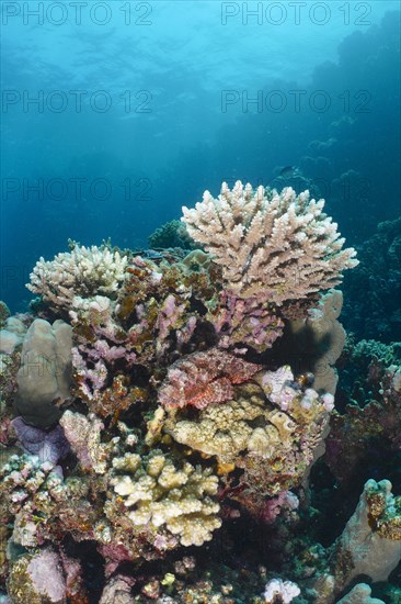 Tassled scorpionfish