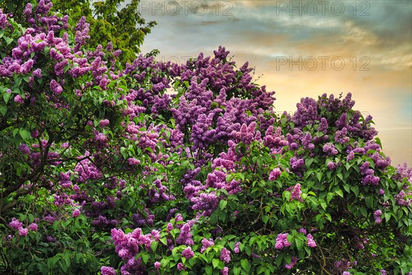 Common lilac