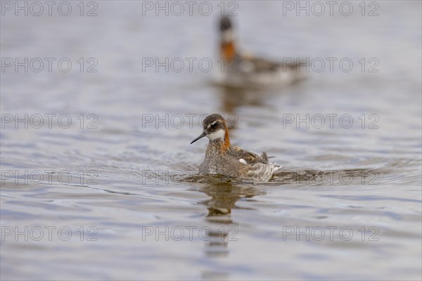 Red-necked phalarope