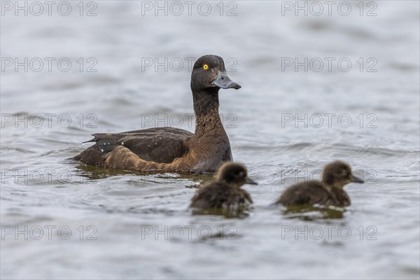 Tufted duck