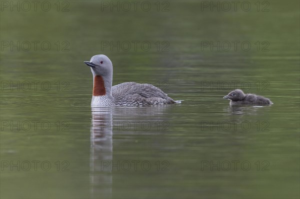 Red-throated diver