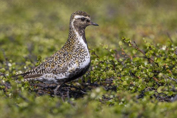 European golden plover