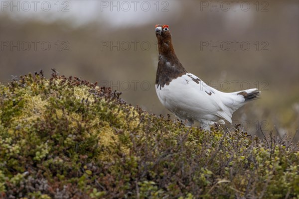 Willow ptarmigan